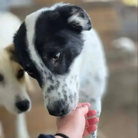 Pongo photo 3