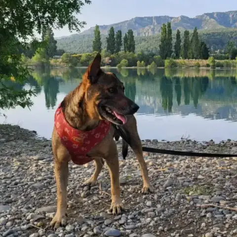 Adopter Pepsi En Famille D'Accueil