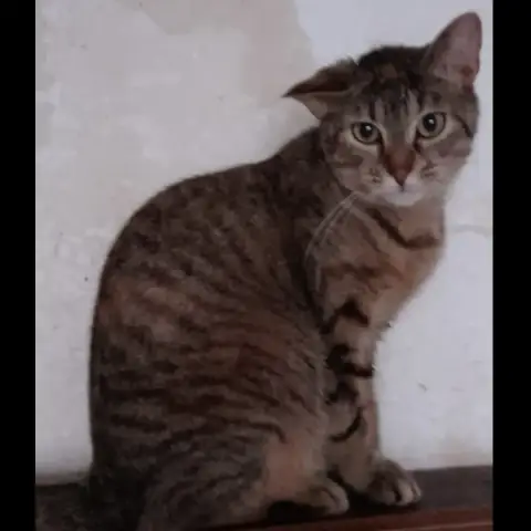 Choupette