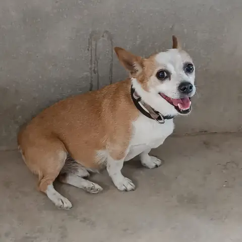 Atùn
