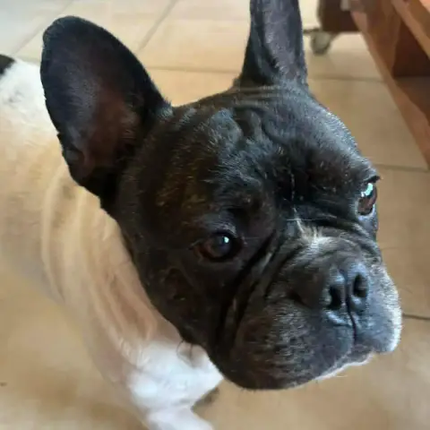 Diego