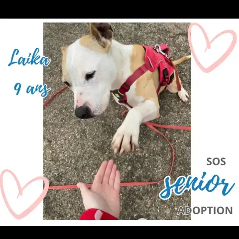 Laika