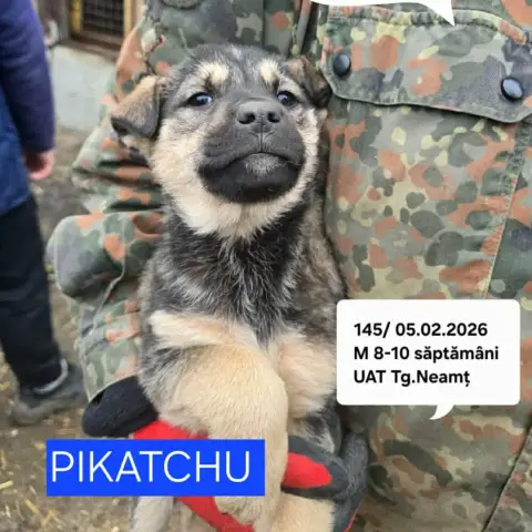Pikatchu