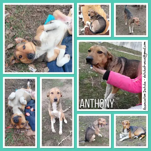 Anthony