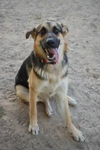 Bert