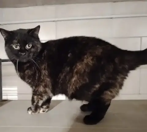 Tortie photo 2