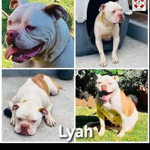 Lyah