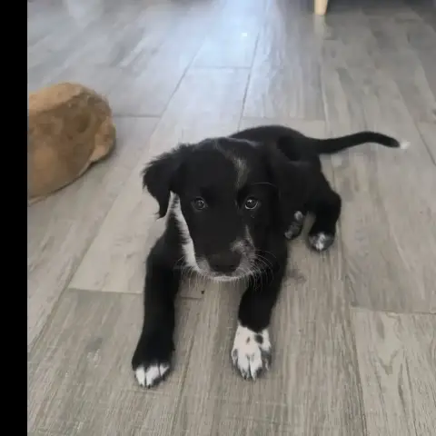 Pongo