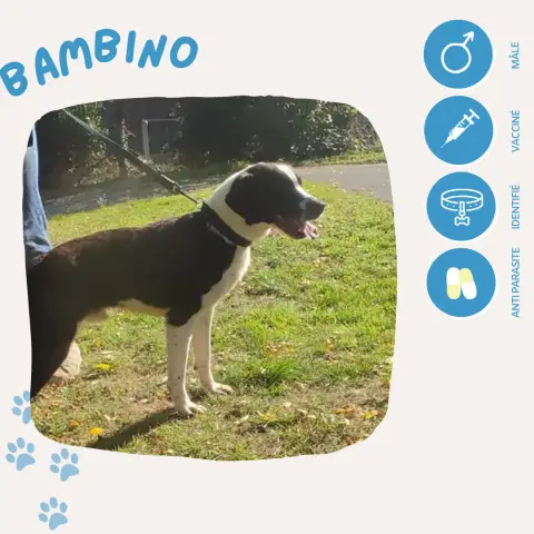 Bambino