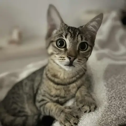 Myka