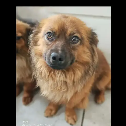 Clyde