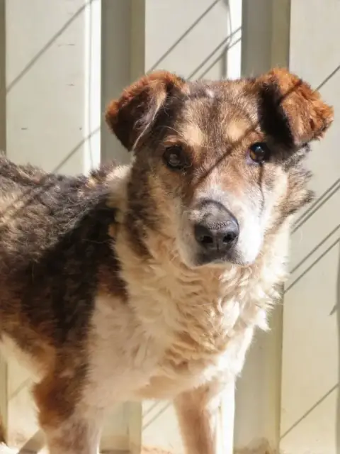 Ziva