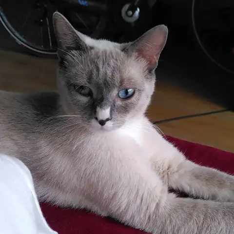 Navi