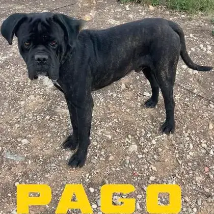 Pago