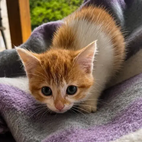 Ginger photo 2