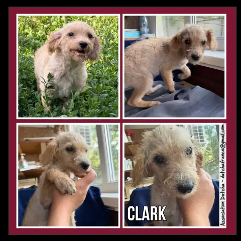 Clark