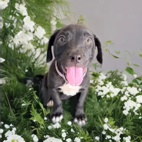 Liera photo 3