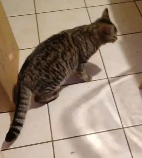 Uma