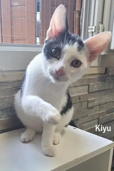 Yuki