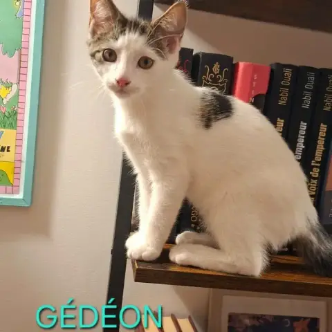 Figaro Et Gédéon photo 2