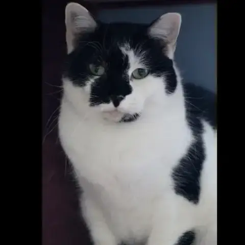 Minette