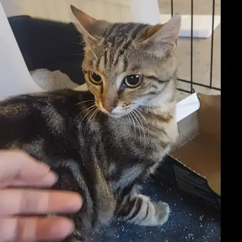 Catimini