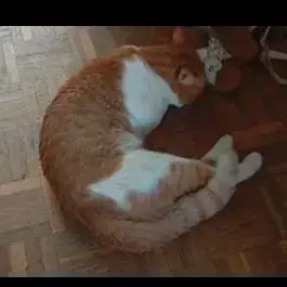 César photo 2