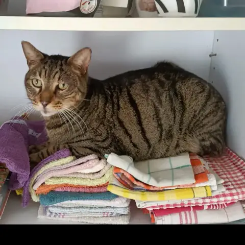 Tigrou
