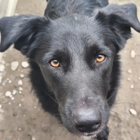 Nala