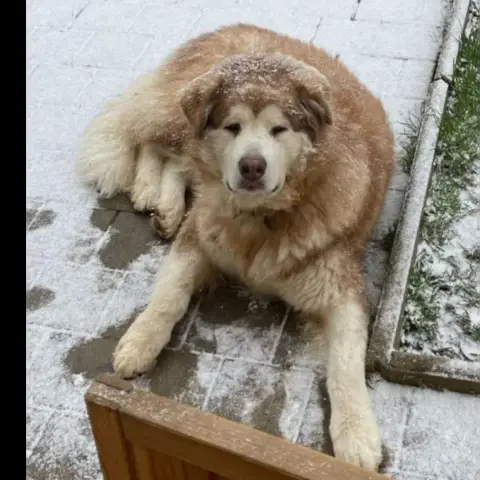 Simba
