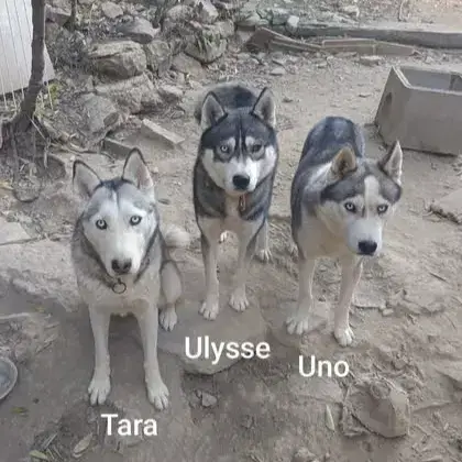 Uno