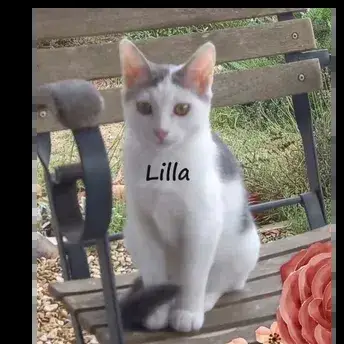 Lilla