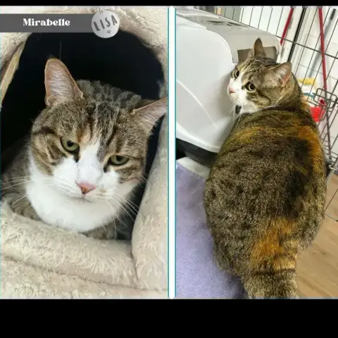 Mirabelle