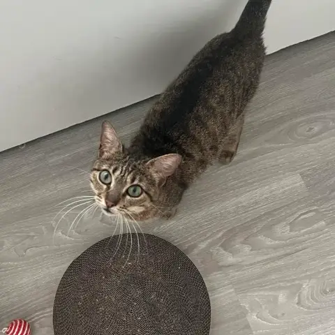Pippa