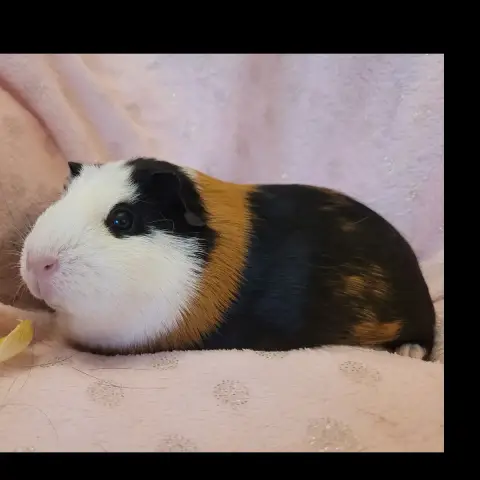 Lilie photo 3
