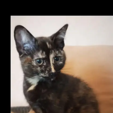 Baya