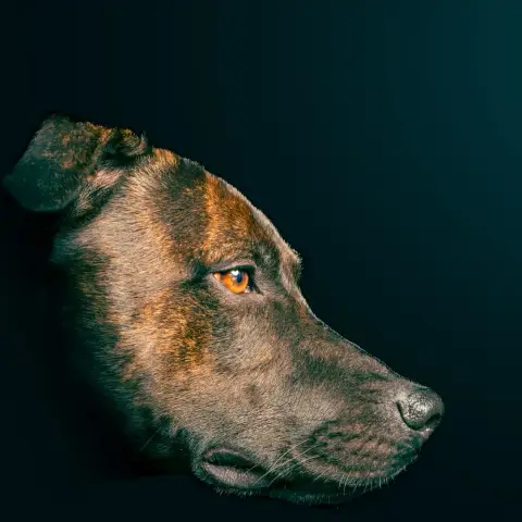 Volt photo 3