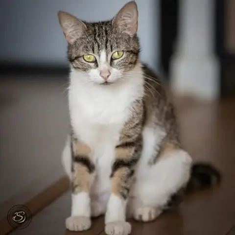 Michka