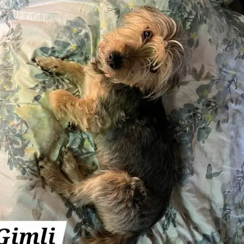 Gimli photo 2
