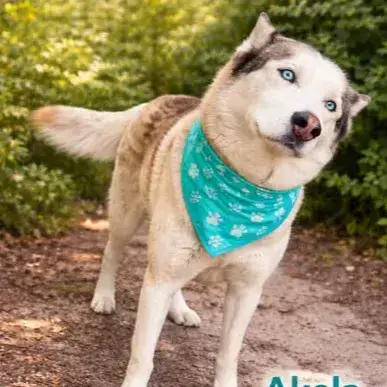 Akela
