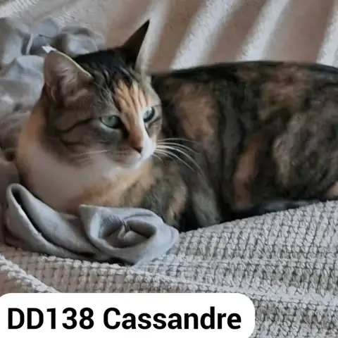 Cassandre Et Platon