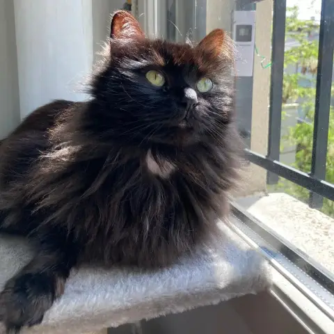 Pyra photo 3