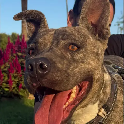 Elvis