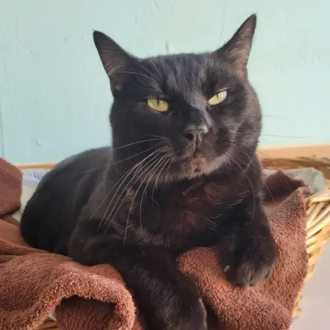 Simba