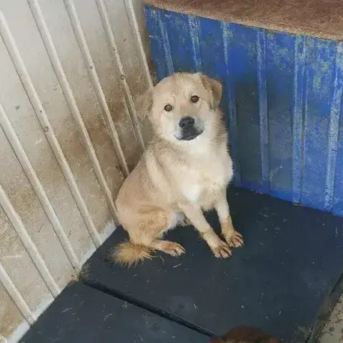 Jingle