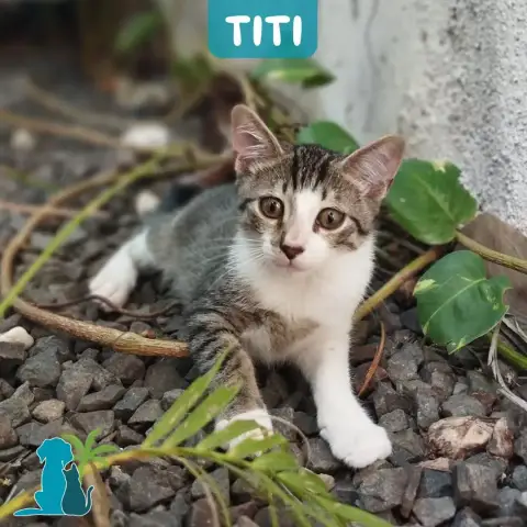 Titi