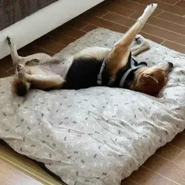 Brutus photo 3