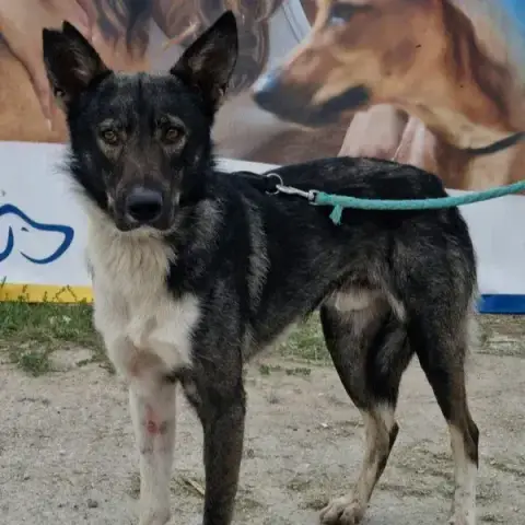 Max