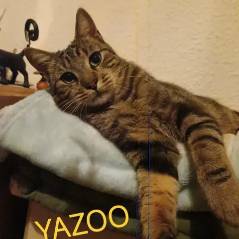 Yazoo
