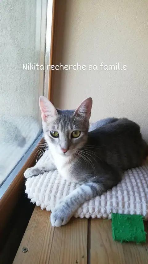 Nikita